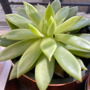 Meet your Posher, Luna